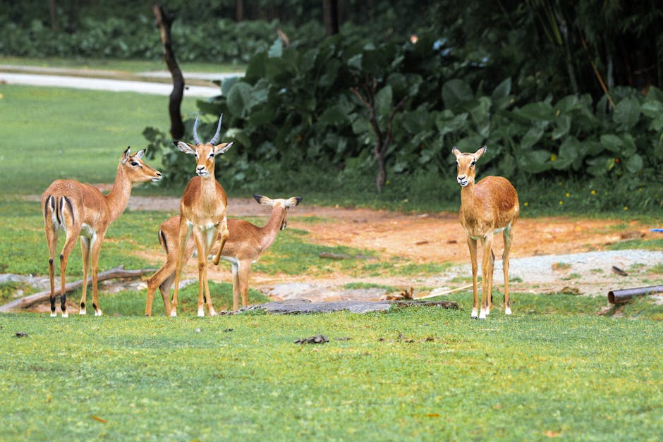 A herd of antelopes grazing in a lush green field, outdoors wildlife scene.