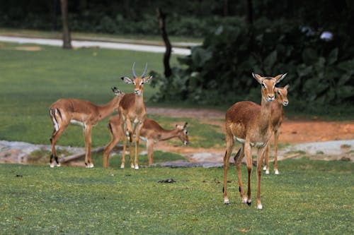 Immagine gratuita di antilopi, erba, erbivoro