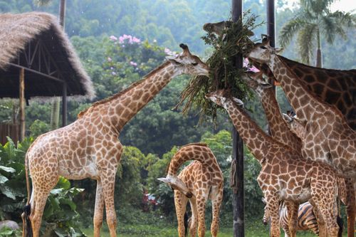 Free Several giraffes feeding on foliage in a lush safari setting, showcasing wildlife interaction. Stock Photo