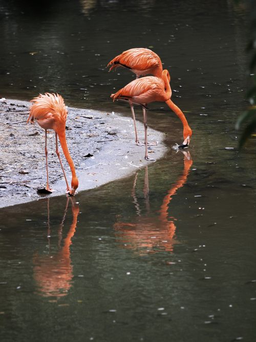 Free Three flamingos gracefully reflected in a tranquil pond, showcasing vibrant pink hues. Stock Photo