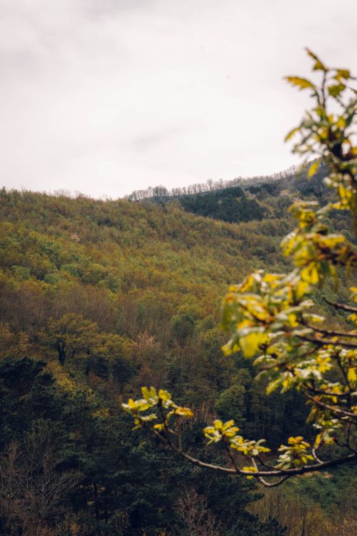 Free A beautiful view of a lush green forest covering rolling hills under an overcast sky. Stock Photo