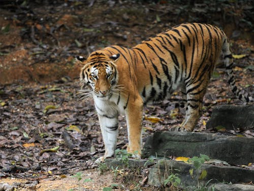 Free Beautiful Tiger on Gray Rock  Stock Photo