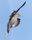 flying dove