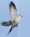 White and Brown Bird Flying