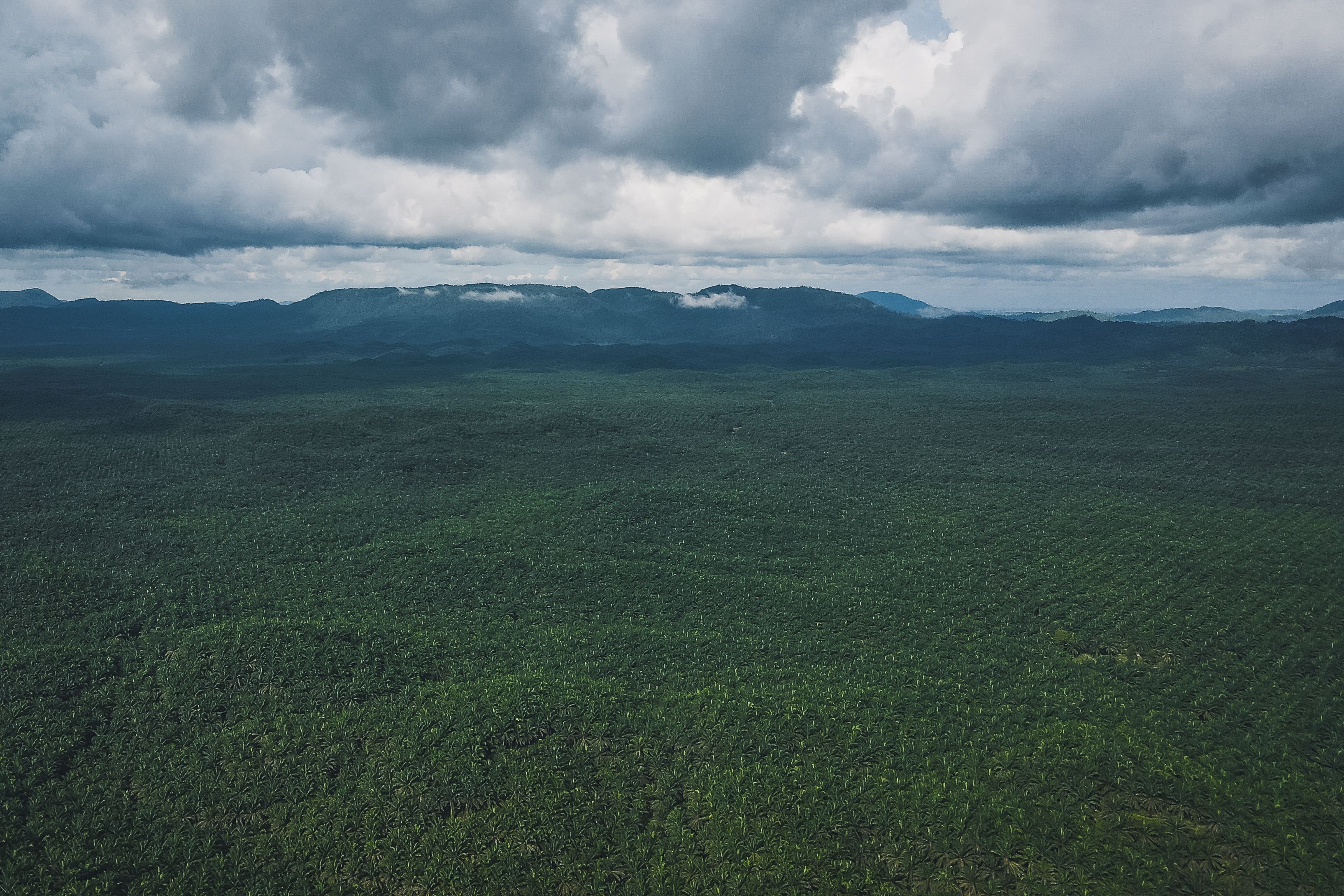 Aerial View of Green Grass Field · Free Stock Photo
