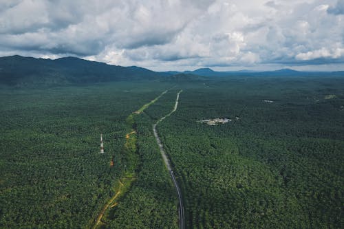 Aerial View of a Dense Forest and Mountains 