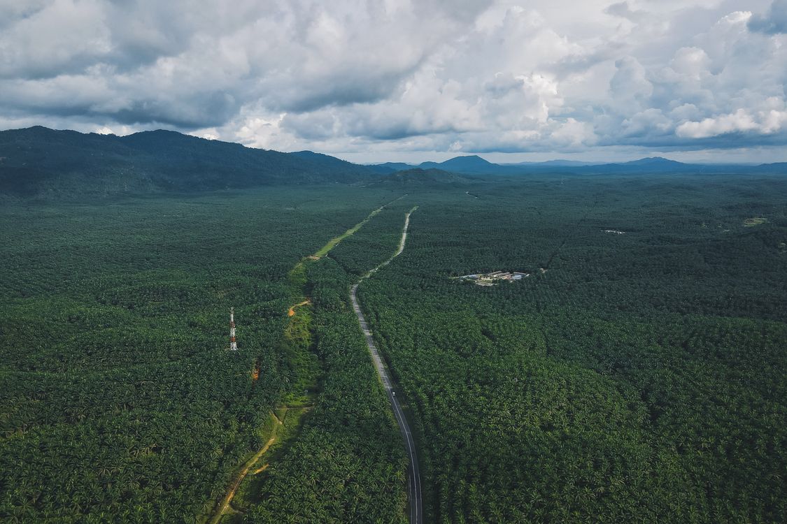 Aerial View of a Dense Forest and Mountains · Free Stock Photo