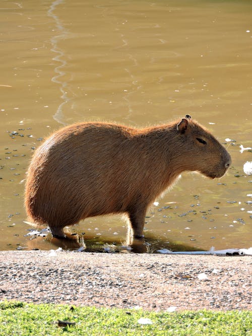 Безкоштовне стокове фото на тему «capybara, вертикальні постріл, вода»