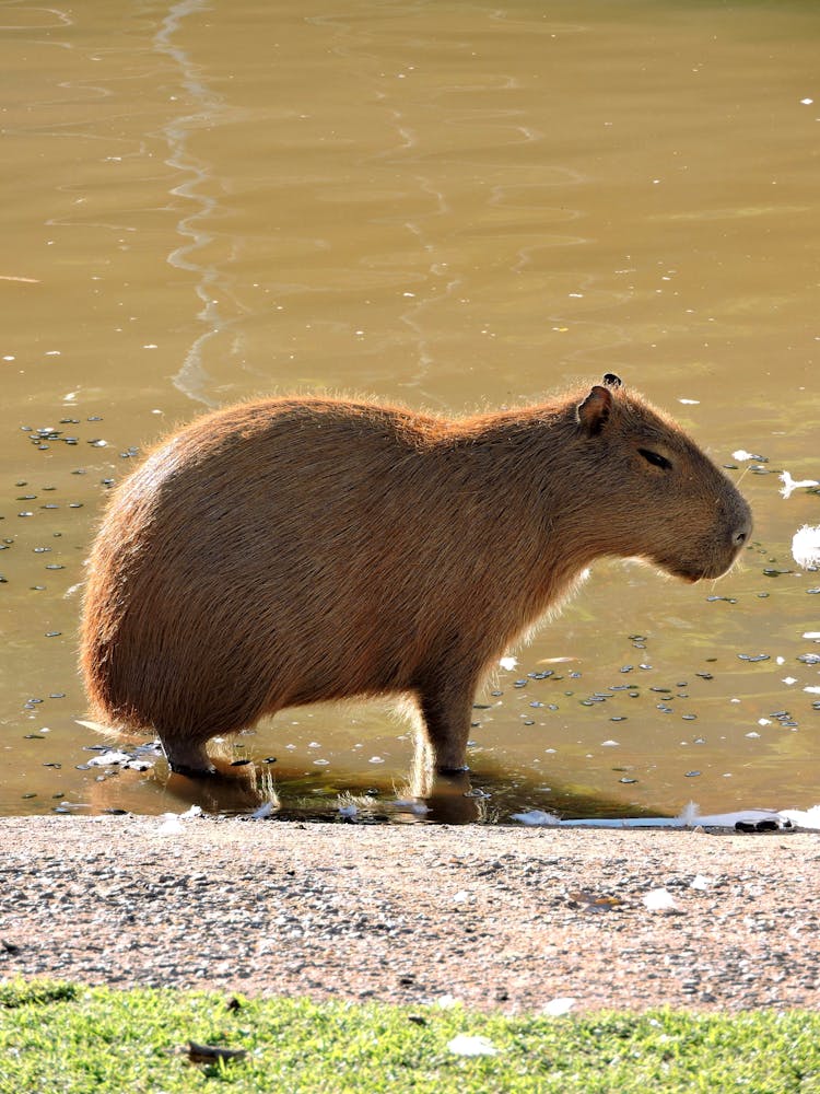 Close Up Of Capybara