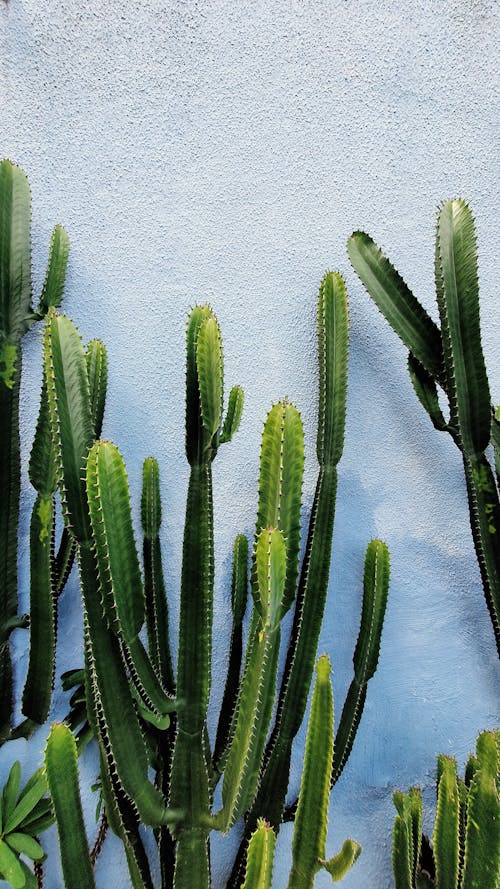 Free stock photo of blueprint, cacti, cactus