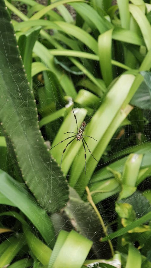 Free stock photo of animal, arachnid, bug