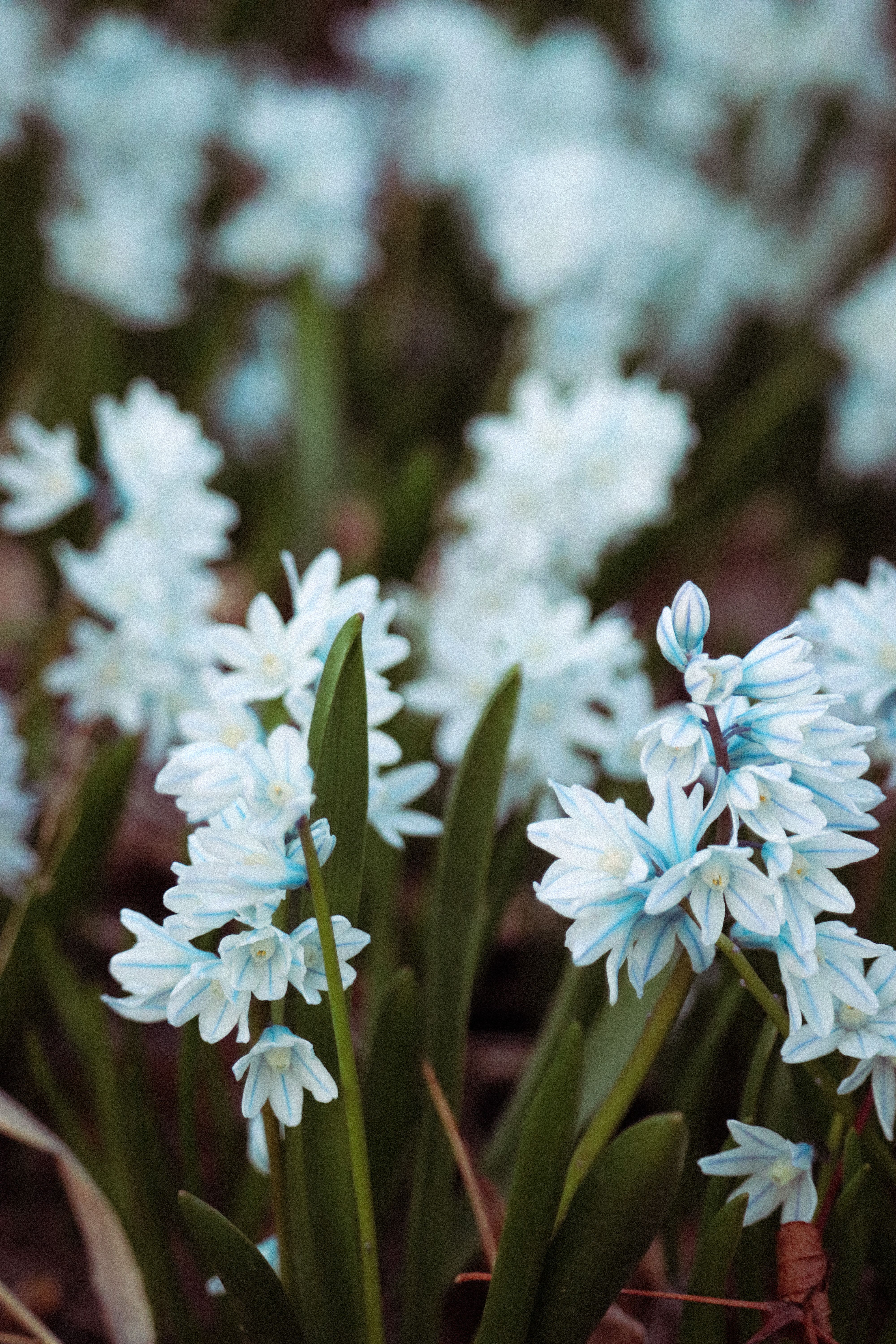 Fotomural Una imagen vibrante que muestra flores de jacinto blancas floreciendo en un exuberante jardín primaveral.