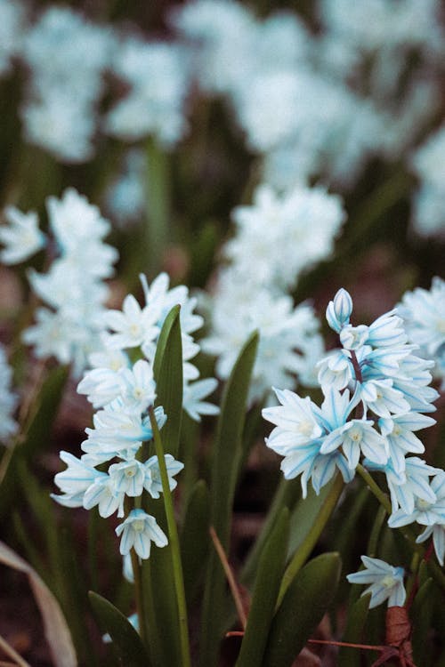 Free Striped Squill in Tilt Shift Lens Stock Photo
