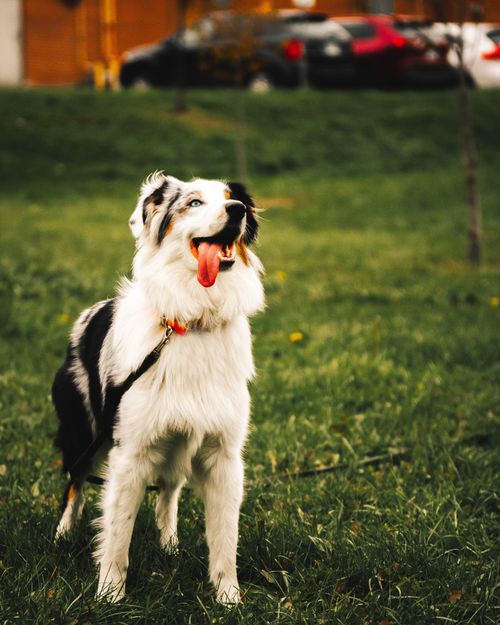 Free Happy Australian Shepherd dog standing on grass with tongue out, enjoying outdoors. Stock Photo