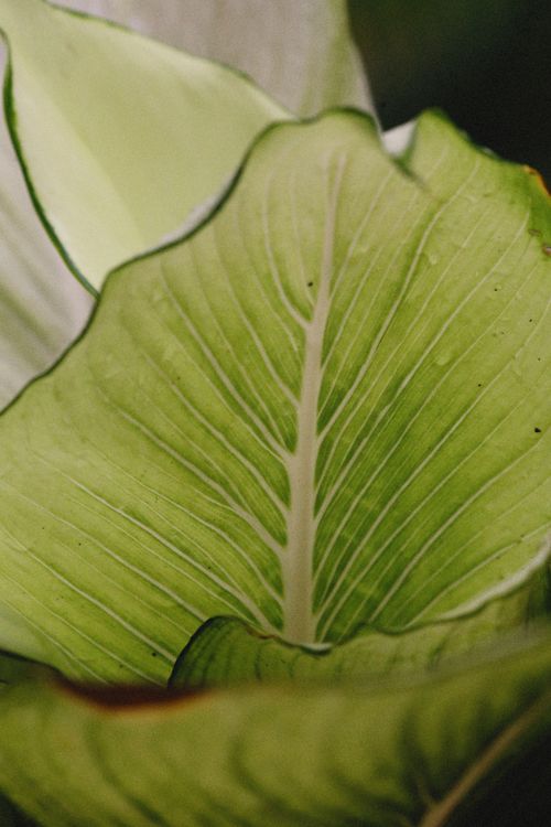 Free Detailed close-up of a lush green leaf, showcasing its intricate vein patterns. Stock Photo