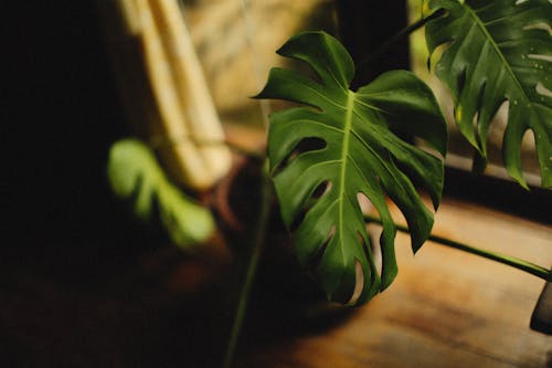 Gratis lagerfoto af blade, Grøn plante, sløret baggrundsbånd