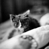 Fluffy kitten portrait, photo by Alexey Demidov on Pexels
