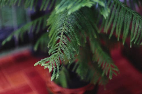 Fotos de stock gratuitas de adorno de navidad, árbol de Navidad, de cerca