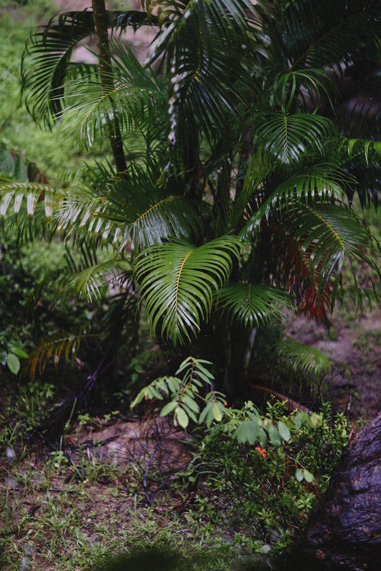 Green Palm Tree