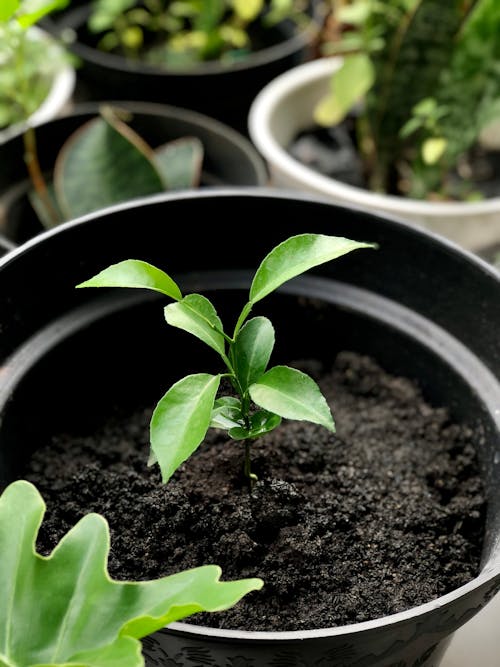Green Plant on Black Pot