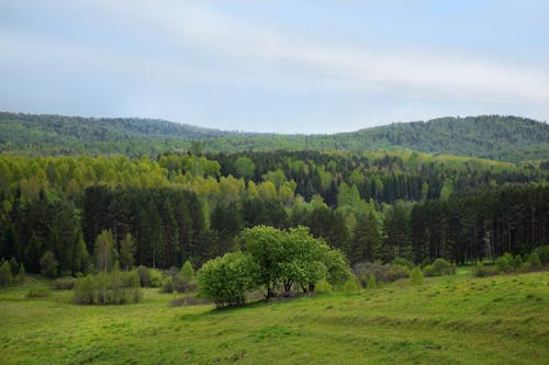 siberian nature