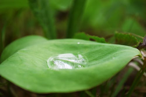 a drop of water in a green leaf.dew on the grass
