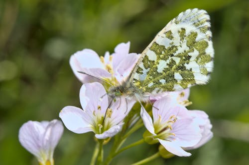 Free White Butterfly Stock Photo