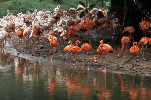 Free A beautiful congregation of flamingos standing by a reflective body of water. Stock Photo