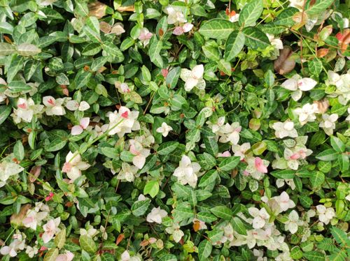 Free Bright green foliage with white flowers creating a dense and lush carpet in spring. Stock Photo