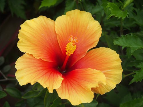 Close up of Yellow Flower