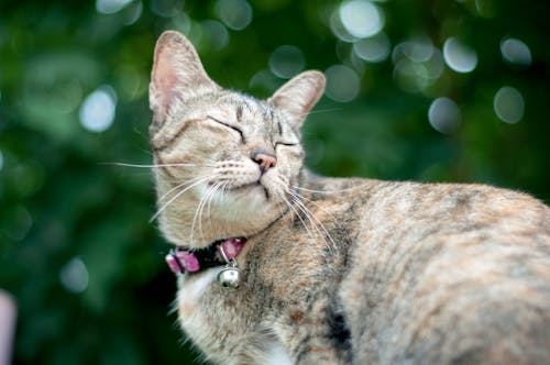 бесплатная Фотография коричневого полосатого кота с эффектом боке Стоковое фото