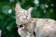 在模糊的绿色背景下，一只安静的虎斑猫闭着眼睛，沐浴在阳光下