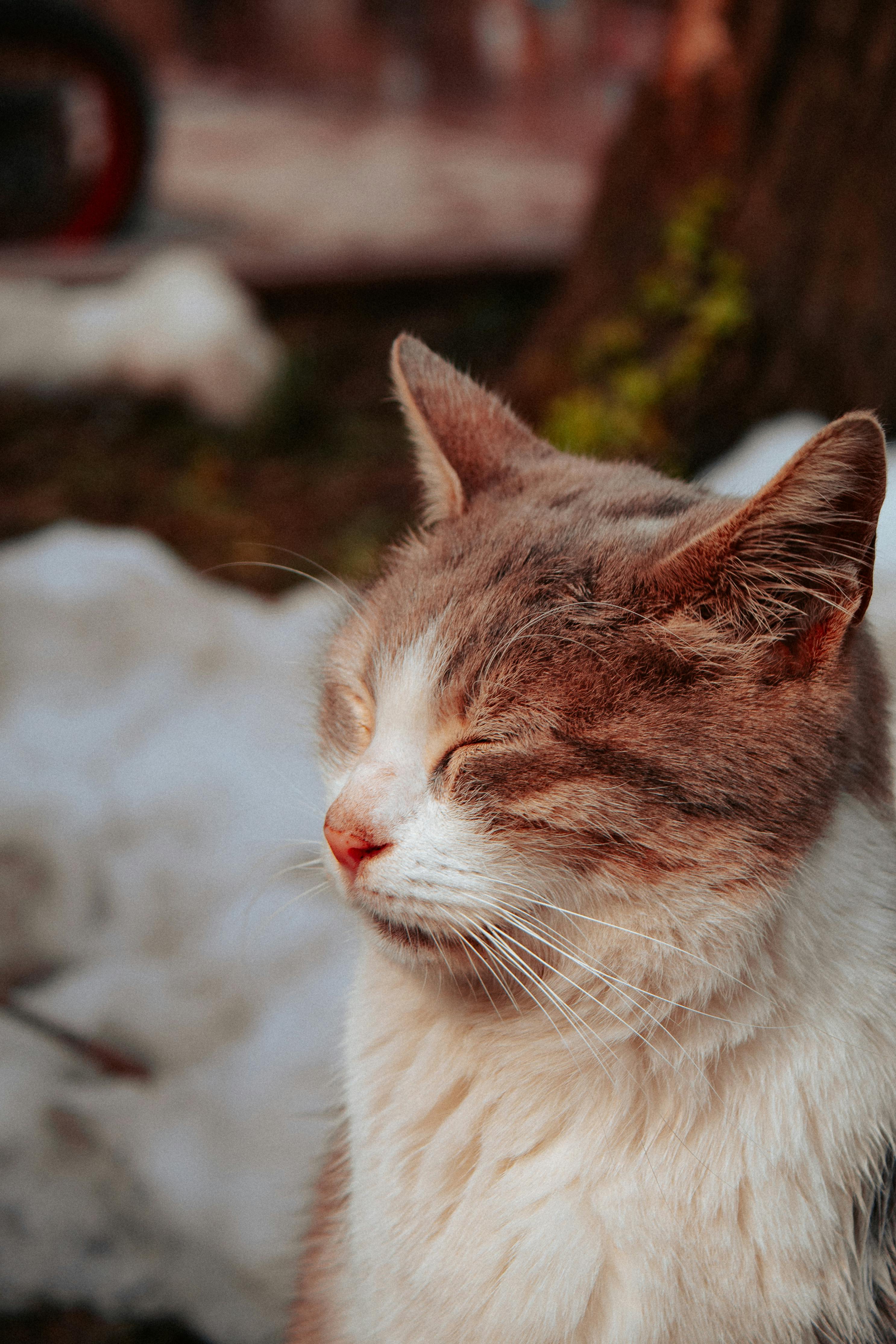 Close up of a Cat Sitting with Eyes Closed Free Stock Photo