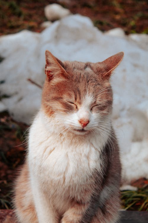 Immagine gratuita di animale, animale domestico, avvicinamento