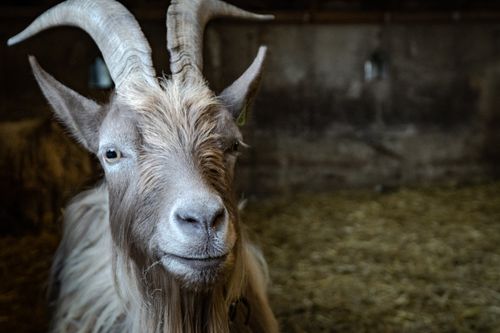 Free A detailed close-up of a goat with prominent horns in a barn setting. Stock Photo