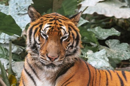 Free Close-up photo of a tiger resting peacefully amidst lush green leaves, showcasing its striped fur and serene expression. Stock Photo