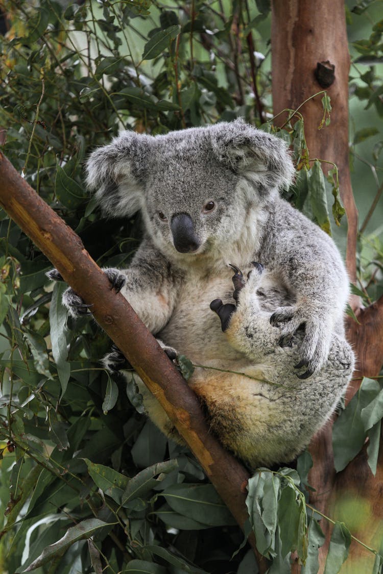 Koala Bear Sitting On A Tree