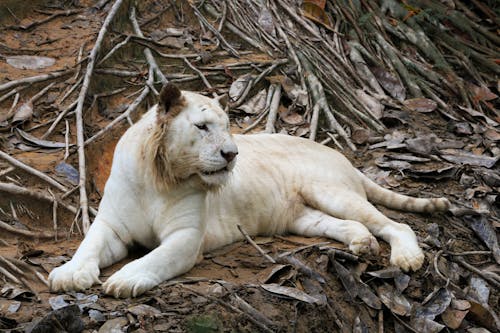 White Lion Photos, Download The BEST Free White Lion Stock Photos & HD Images White Lion Photos, Download The BEST Free White Lion Stock Photos & HD Images