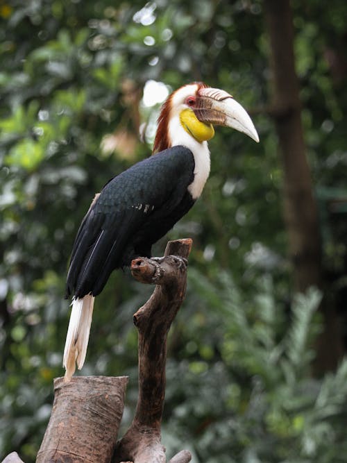 Close up of a Wreathed Hornbill
