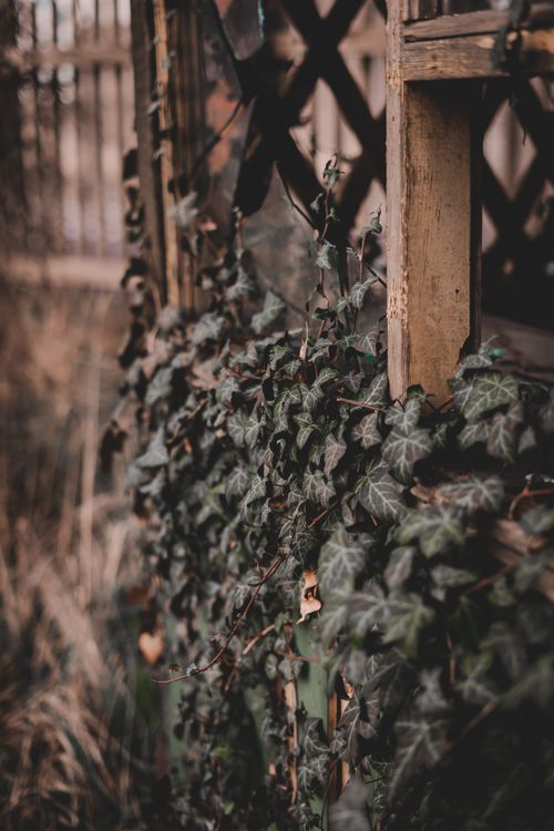 Free Close-up shot of ivy entwining on a weathered wooden pergola, showcasing nature's resilience. Stock Photo
