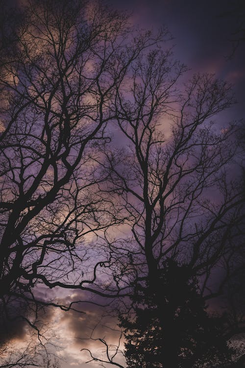 Silhouette of Bare Trees on Cloudy Skies 