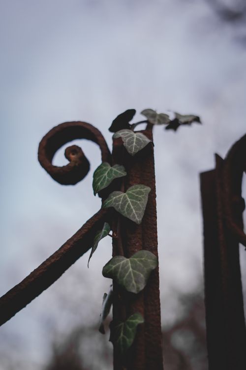 Free A close-up of a rustic metal gate with ivy spiraling upward, set against a blurred background. Stock Photo