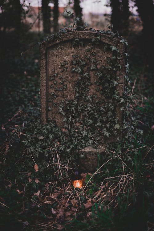 A Grave Covered in Ivy