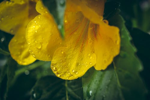 Free Beautiful yellow flower after the rain Stock Photo