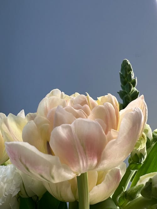 คลังภาพถ่ายฟรี ของ กลีบดอก, การเจริญเติบโต, ดอกไม้