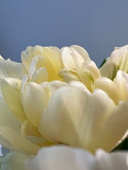 Intimate macro shot capturing the delicate creamy white petals of a blooming flower.