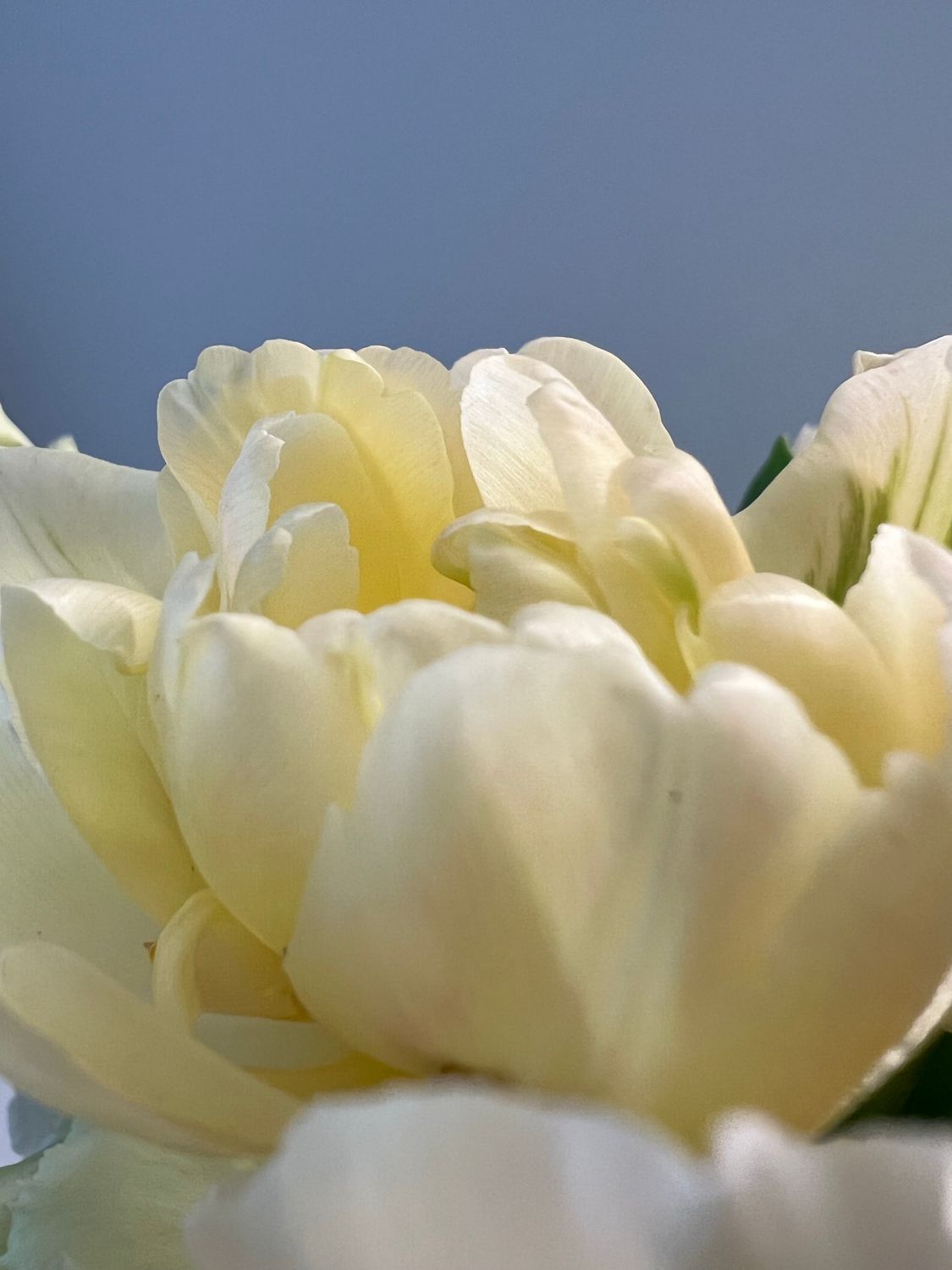White Flower in Macro Shot · Free Stock Photo