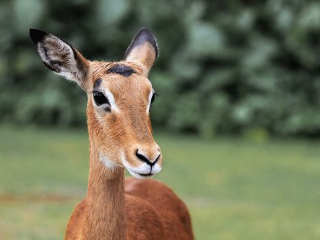 Intimate close-up of an impala in a natural setting, showcasing its delicate features.