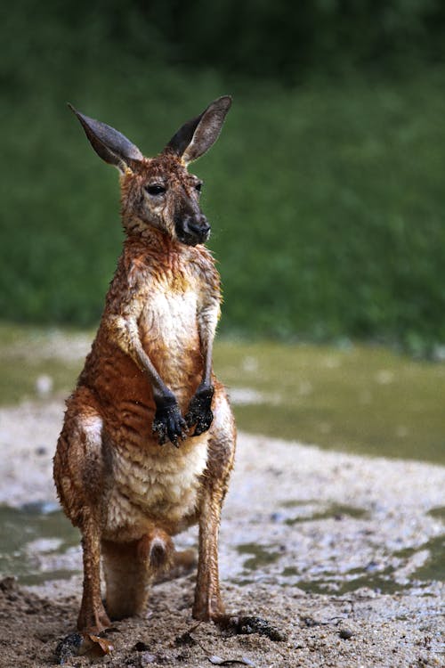 Gratis stockfoto met beest, dieren in het wild, kangoeroe