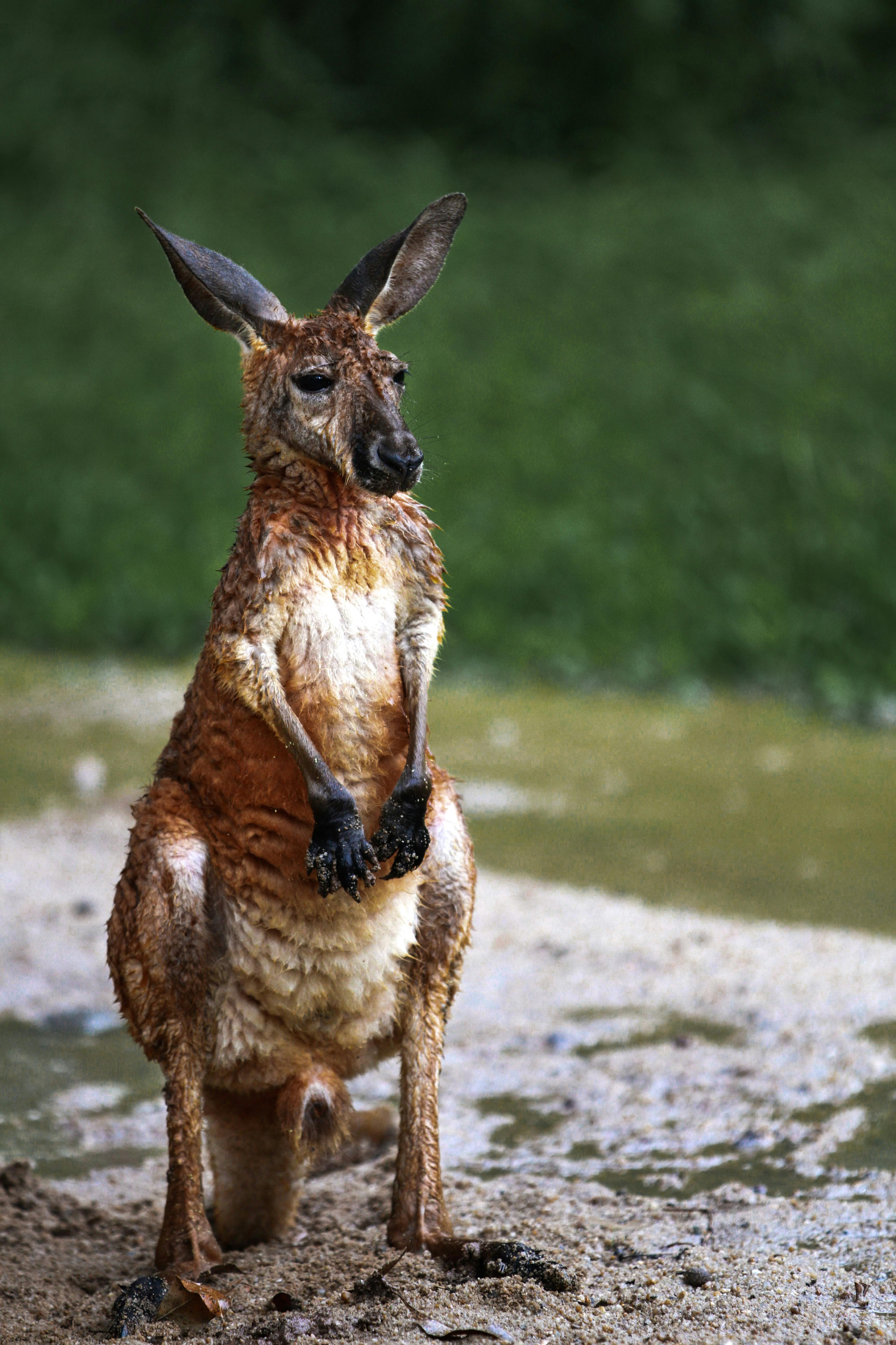 Portrait of Kangaroo · Free Stock Photo